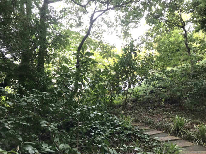 山道だけど、さらに上って奥に進むと