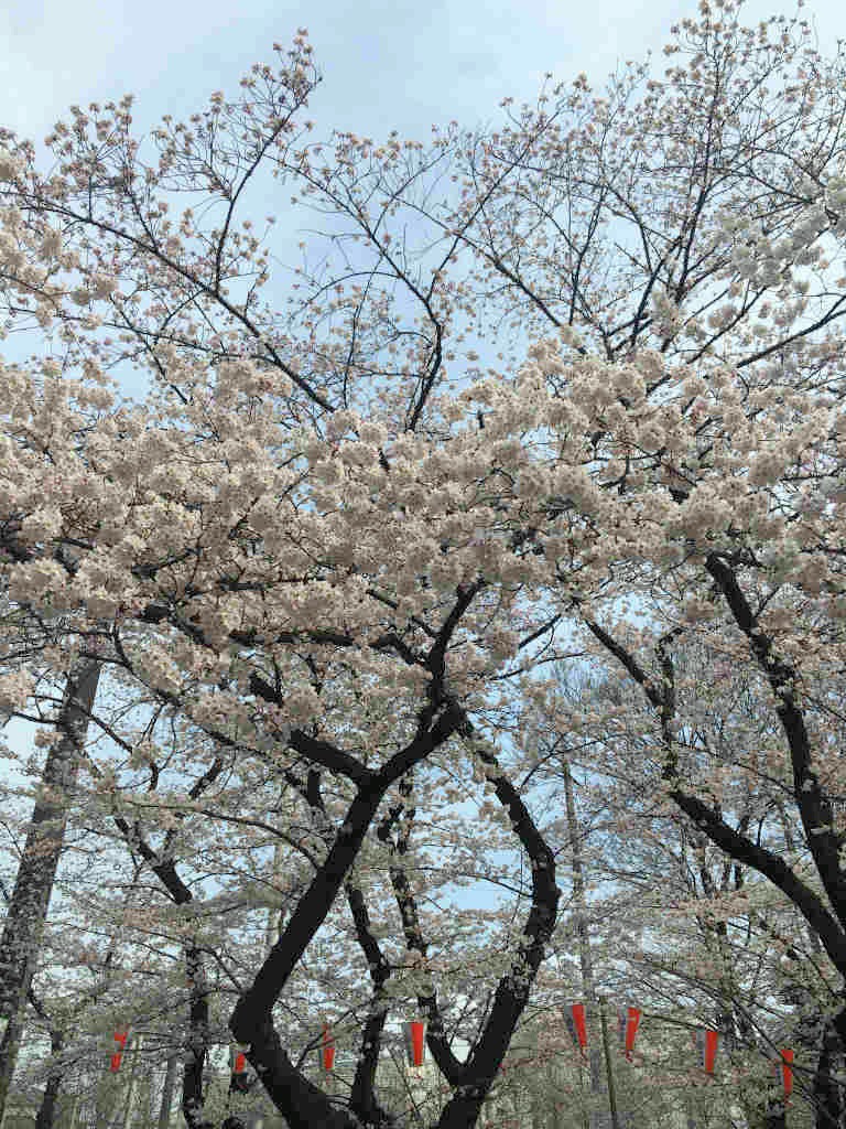 上野 アフタヌーンティー ティールームでアフタヌーンティー 紅茶情報tea Magazine