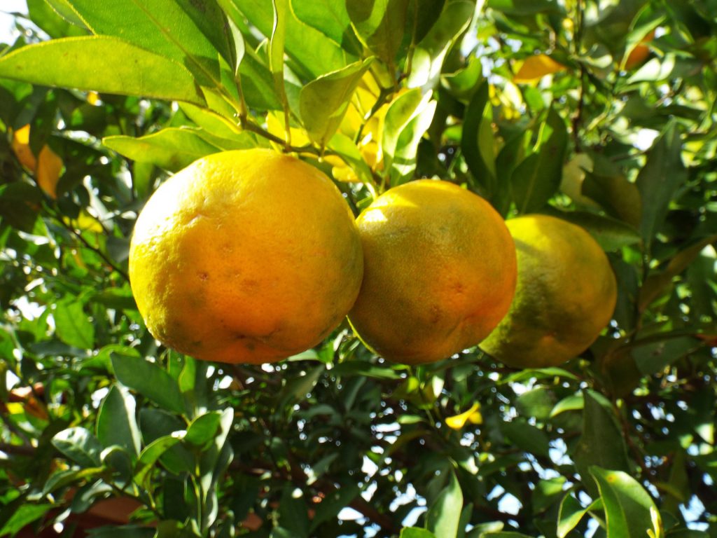 ベルガモットの果実。ベルガモットはビターオレンジとマンダリンオレンジの交雑種